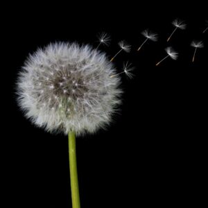 What Element Am I? Quiz Dandelion