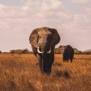 World Animal Day Quiz Elephant