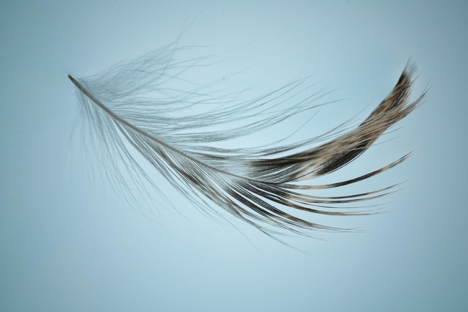 Feather