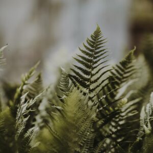 Cowboy, Fairy, Angel, Or Knight Quiz Fern