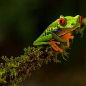 Guess The Animated Movie Titles Quiz Frog