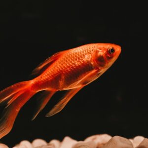 Which Chat App Are You? Quiz Fish