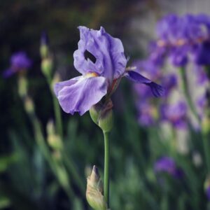 Sniff Scents To Know Which Dessert Flavor You Are - Quiz Iris