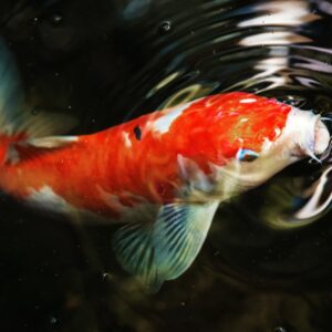 Which Spring Holiday Are You? Quiz Koi fish
