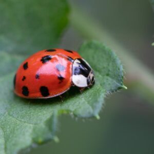 50 States Quiz Ladybug
