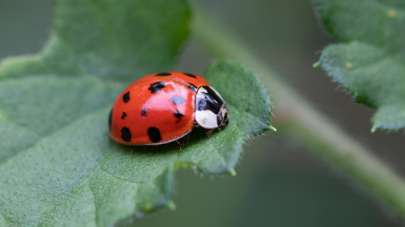 Build A Picnic & We'll Predict Your Summer Love Story Quiz Ladybug