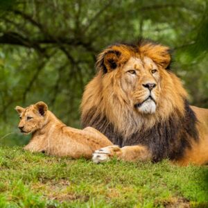 World Animal Day Quiz Lion