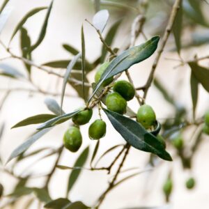 What Element Am I? Quiz Olive