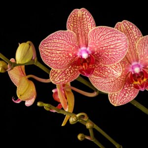 Which TV Mom Are You? Quiz Orchid