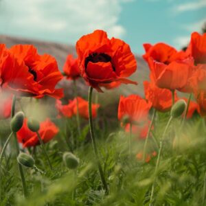 Flowers Soulmate Quiz Poppy