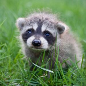 R Trivia Quiz Raccoon