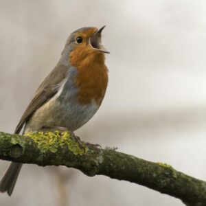 Guess The Disney Movie Titles Quiz Robin