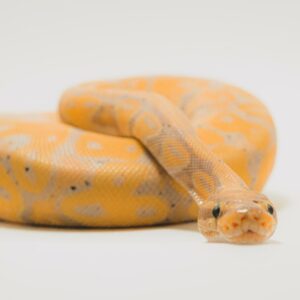 S Trivia Quiz Snake
