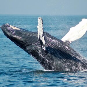 World Animal Day Quiz Whale