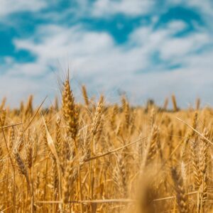 50 States Quiz Wheat
