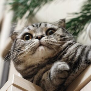 What Art Movement Are You? Quiz Cat