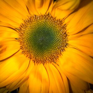 September Trivia Quiz Sunflower