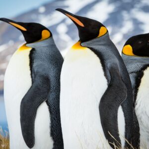 World Animal Day Quiz King penguin