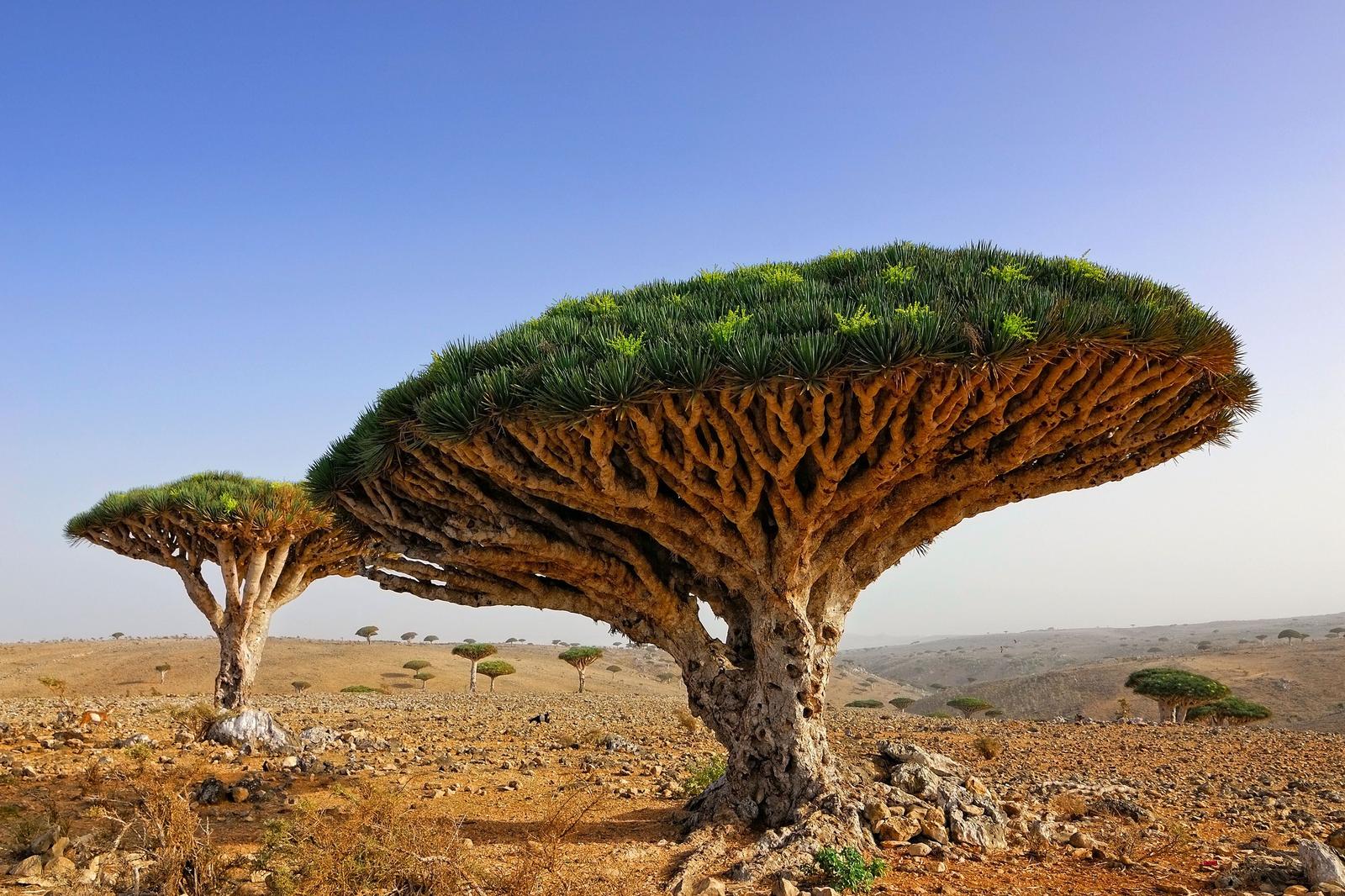 Dragon blood trees in Socotra, Yemen