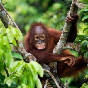 B In Geography Quiz Borneo