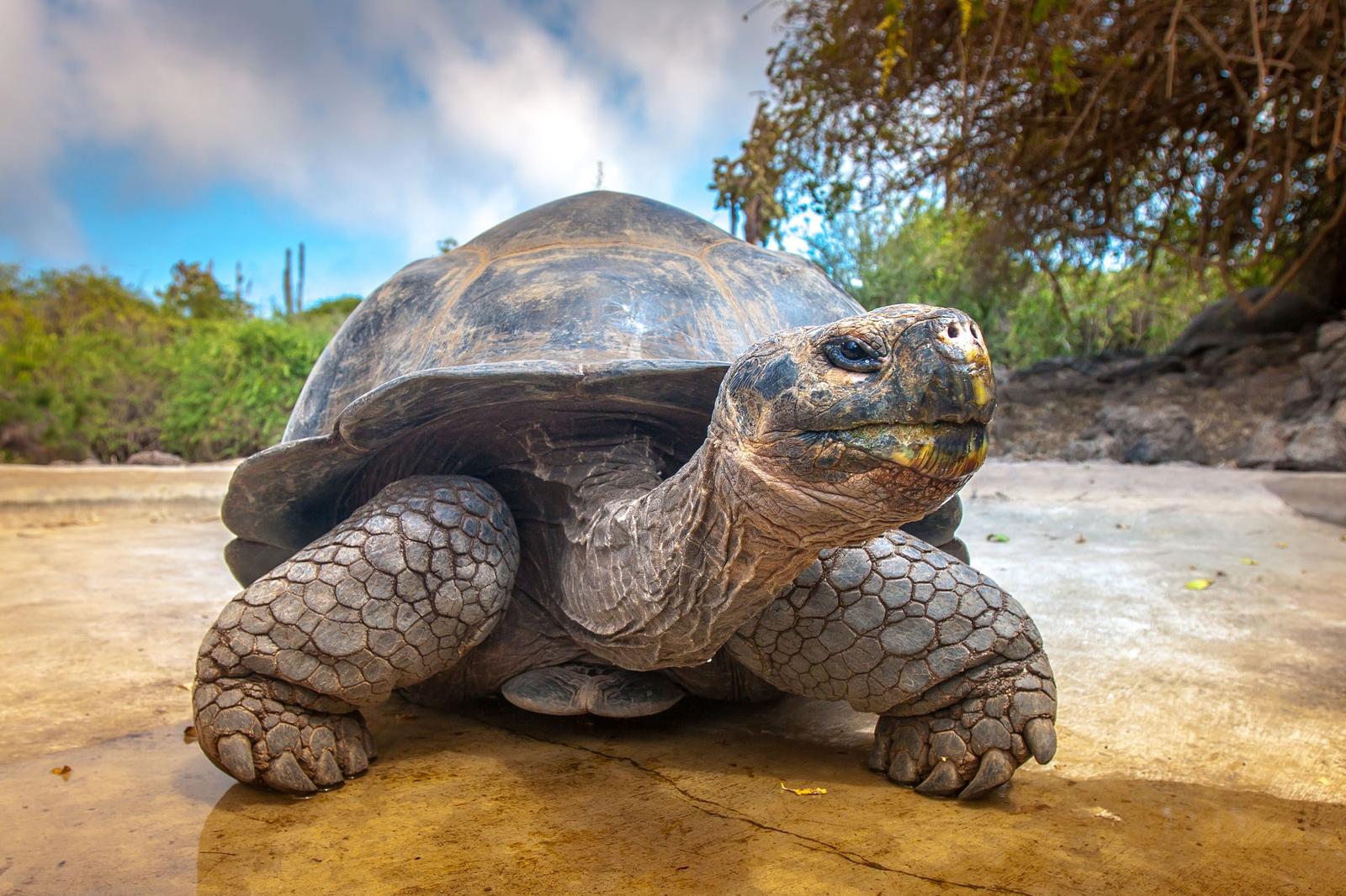 Animal Classification Quiz Galapagos Islands tortoise