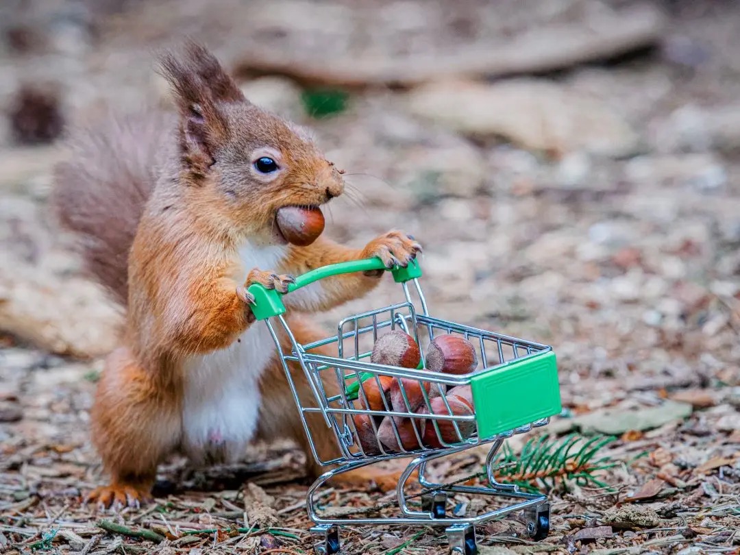 You got: Squirrel with a Stockpile! Gobble up Some Fall-Colored Foods and I’ll Tell You Which Fall Item 🍁 Is Your 100% Match