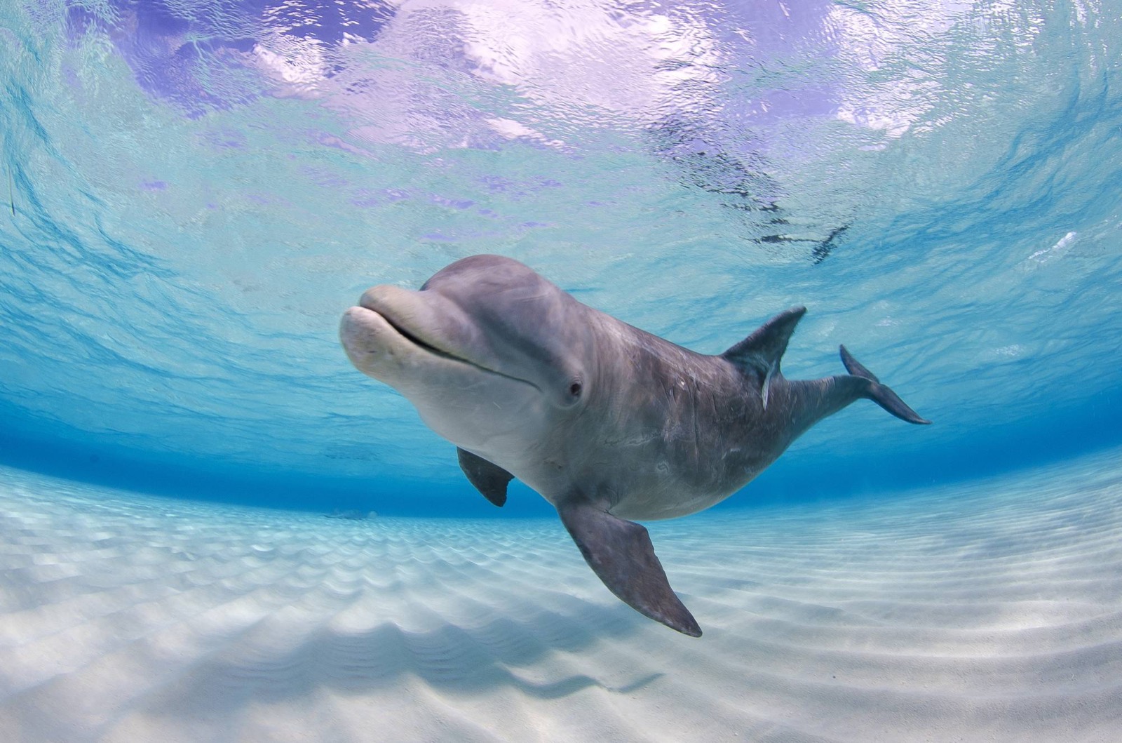 You got: Dolphin! Chronotype Quiz – What Is Your Inner Sleep Animal?