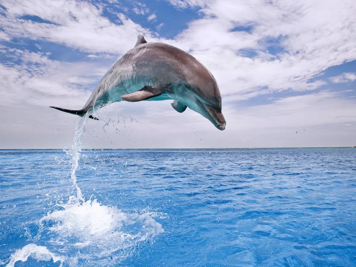 What Type Of Dolphin Are You? Quiz Dolphin
