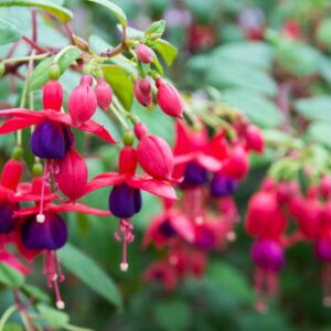 Flowers Soulmate Quiz Fuchsia