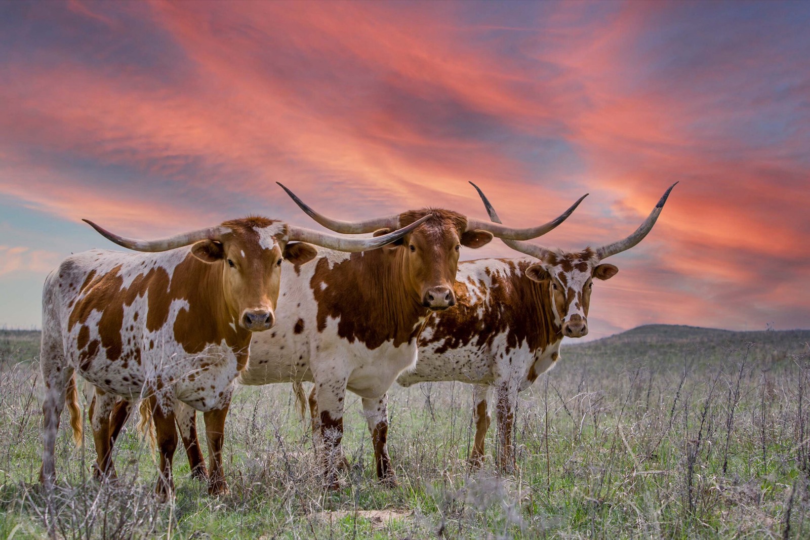 50 States Quiz Texas Longhorn cattle