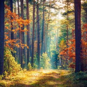 What Is Your Spring Color Palette? Quiz Forest trail