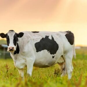 Foods Named After Animals Quiz Cow