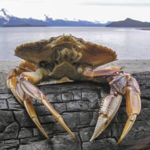 Quiz Questions With Answers Beginning With D Dungeness crab