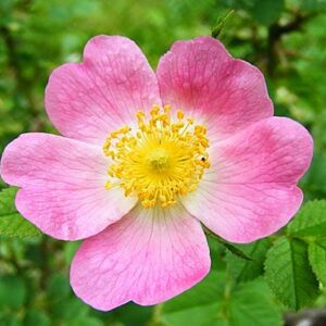 Quiz Questions With Answers Beginning With D Dog rose