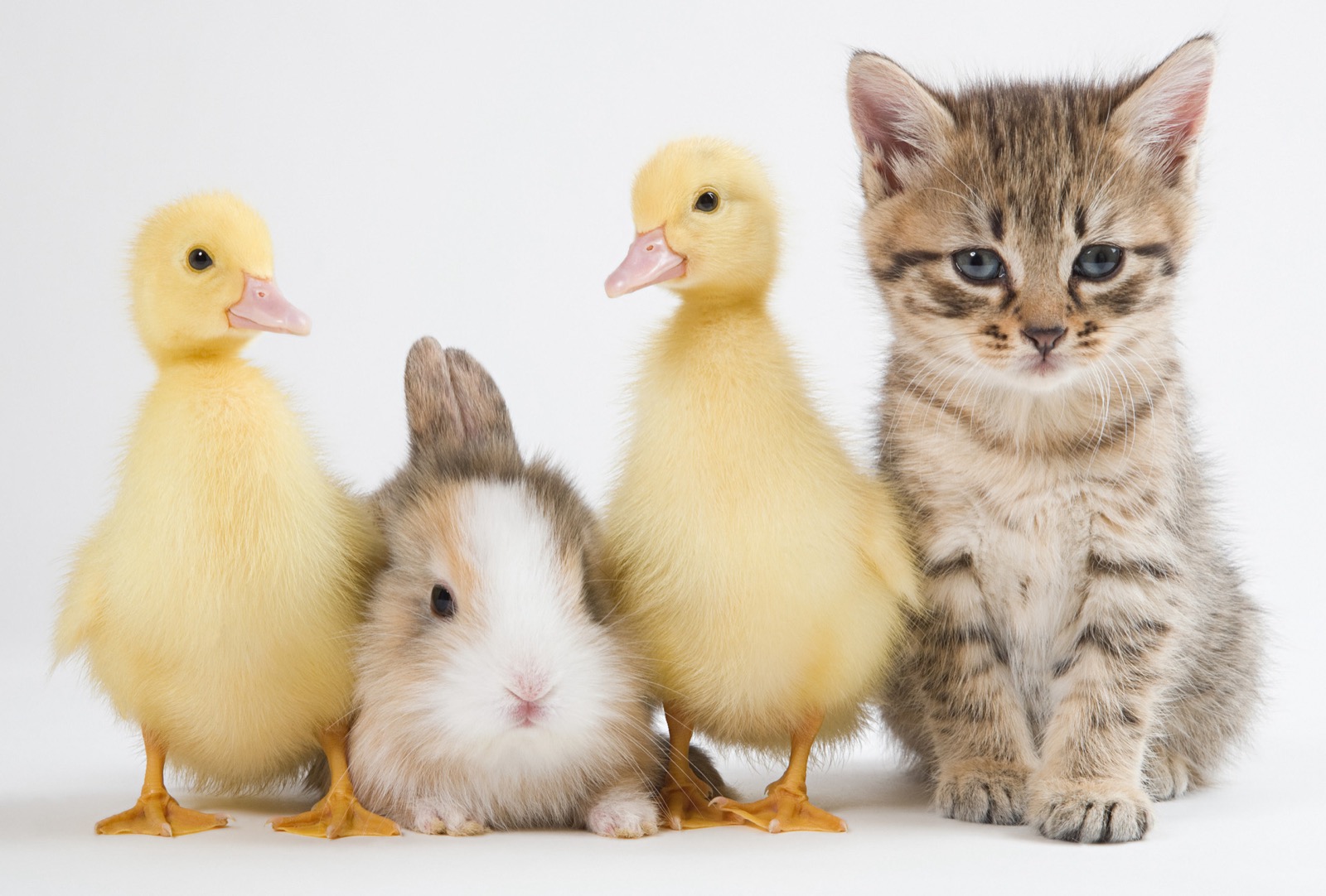 Quiz Questions With Answers Beginning With D Kitten, ducklings, and rabbit, baby animals