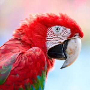 Guess The Rock Song Quiz Bird