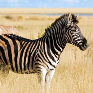 22 Questions & Answers From Chernobyl To Penicillin Trivia Quiz Zebra