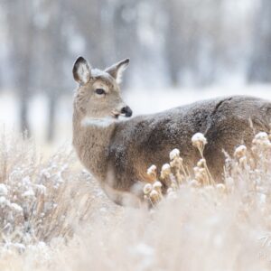 Are You A Sunbeam, Moonlight, Starlight, Or A Shadow? Quiz Deer