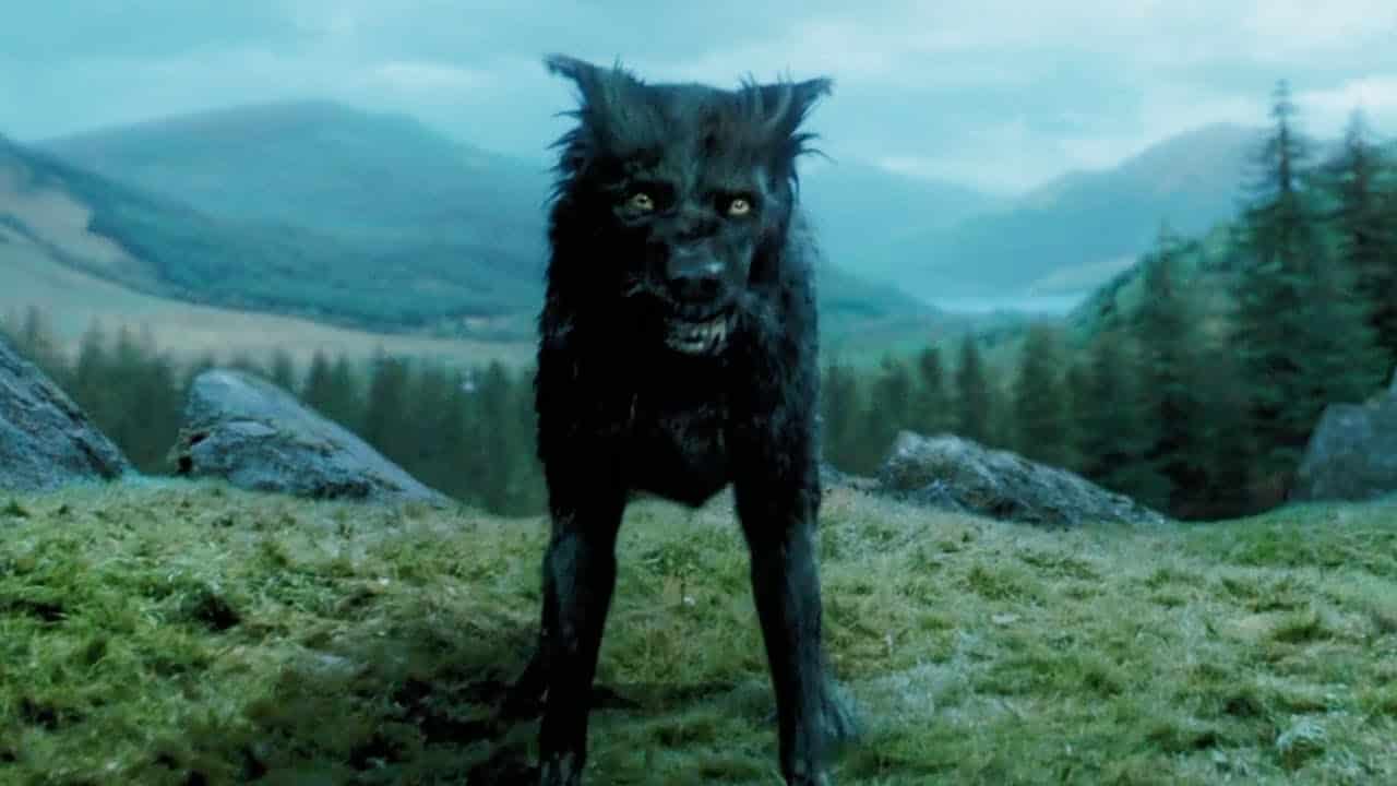 Sirius Black Animagus