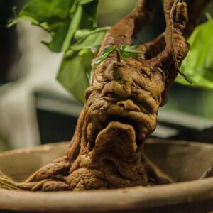 Rare Patronus Quiz Herbology