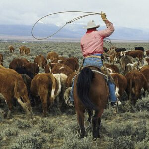 Which Part Of The US Are You From? Rancher