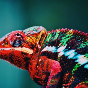 Pick Animals & Find Out Your True Season Quiz Chameleon
