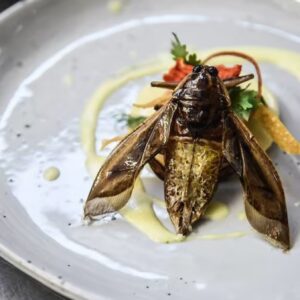 Are You A Carnivore Or Herbivore? Quiz Crunchy insects