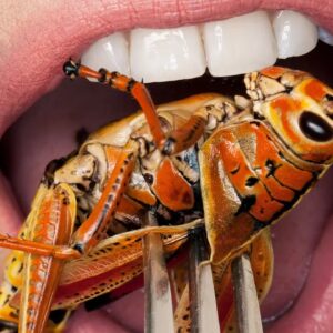 Are You A Carnivore Or Herbivore? Quiz Edible insect snacks