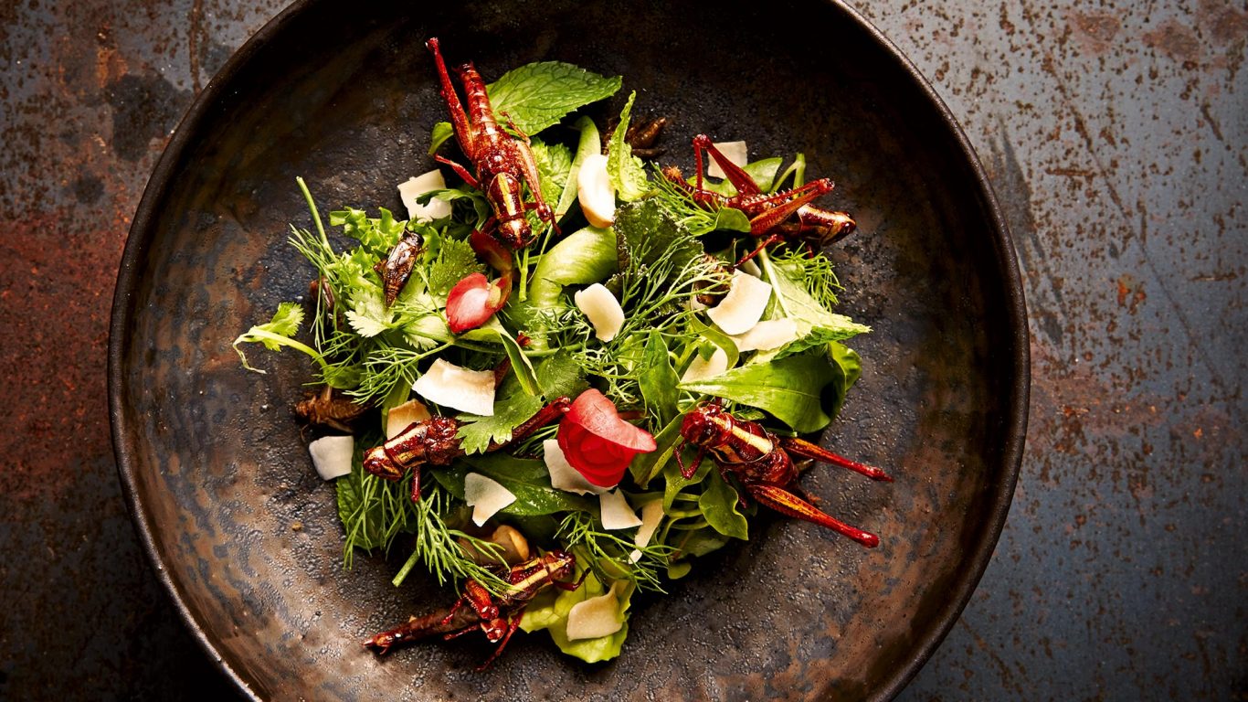 Insect Salad