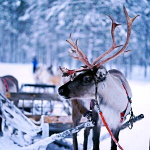 Which Holiday Treat Are You? Quiz Grandma Got Run Over by a Reindeer