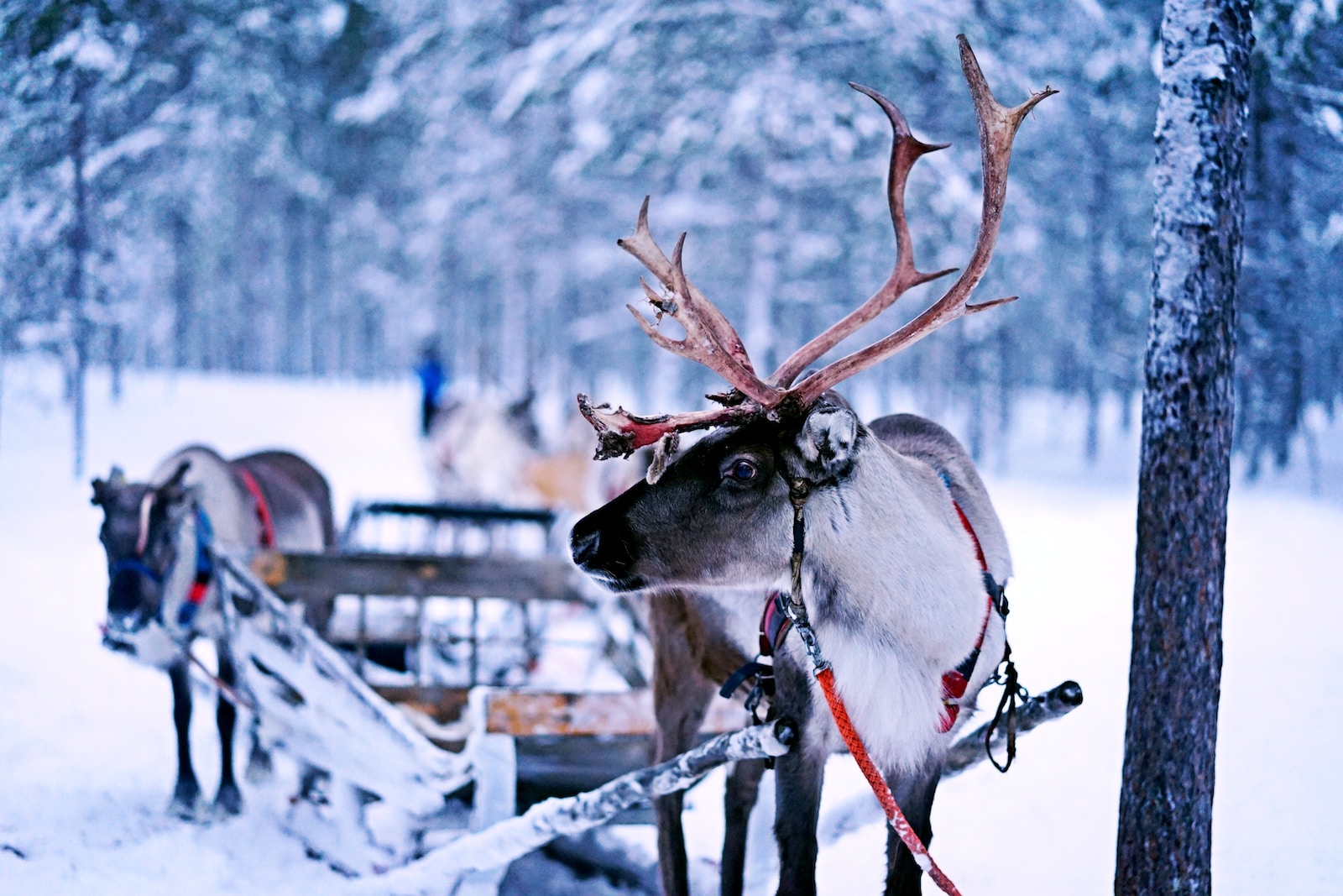 Christmas Song Trivia Quiz Reindeer Sleigh