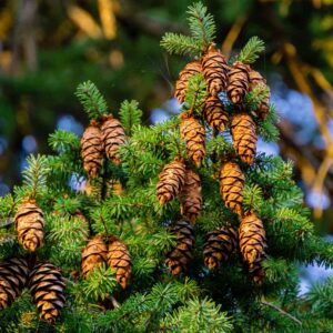 Winter Facts Quiz Pine