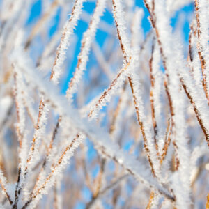 Winter Spirit Animal Quiz Frosty mornings