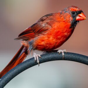 Animal Classification Quiz Bird